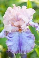 Iris barbata 'Soie Florentine'