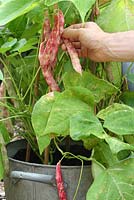 Récolte de Phaseolus vulgaris 'Borlotto Firetongue' cultivée en pot galvanisé