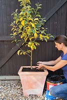 Étape par étape - Ajout de nouveau compost et de gravier à Apple 'Egremont Russet'