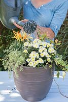 Étape par étape - Pot d'automne de chrysanthème, Leucothoe 'Scarletta', Capsicum annuum 'Medusa', lierre panaché et Sedum
