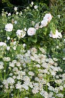 Rosa 'Winchester Cathedral' et Astrantia major