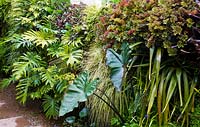 Parterre de fleurs tropicales mélangées avec Colocasia esculenta 'Black Magic', Philodendron Xanadu, Heuchera micrantha 'Crimson Curls', Carex 'Evergold'