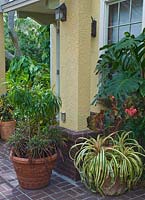 Présentoir en pot avec Ananas comosus 'Variegatus', Begonia, Philodendron monstera, Dracaena et Croton 'Zanzibar'