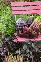 Produits de jardin fraîchement récoltés dans une corbeille en fil. Carottes 'Purple Haze, Aubergine, Haricots verts' Blauhilde Climbing ', Betteraves rouges et choux rouges - Brassica oleracea