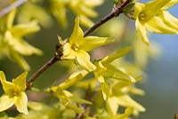 Forsythia suspensa 'Forsythia pleureur'