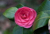 Camellia japonica 'Imperator Flora Rose'