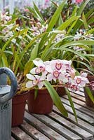 Pots d'orchidées sur la mise en scène de serre