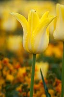 Tulipa 'Ballade Gold' - Tulipe à fleurs de lys
