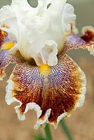 Iris germanica - Les merveilles ne cessent jamais