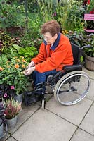 Femme âgée handicapée mort Dahlia 'Topmix Orange' dans un petit jardin de banlieue