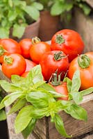 Boîte en bois remplie de tomates 'Uglies', 'Big Boy' et 'Tigerella'