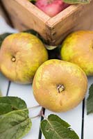 Étape par étape Apple 'Egremont Russet' - fruits récoltés
