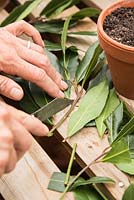 Enlèvement des feuilles latérales sur Laurus nobilis - Boutures de laurier