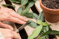 Boutures restantes des feuilles en deux sur Laurus nobilis - Boutures de laurier