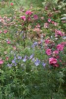 L'espèce est rose avec un géranium bleu pâle.