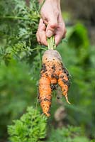 Récolte de carottes 'Caracas'