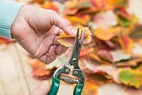 Enlever les tiges des feuilles d'Acer rufinerve