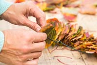 Enfiler les feuilles d'Acer rufinerve sur le fil