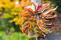Couronne faite de feuilles d'Acer rufinerve