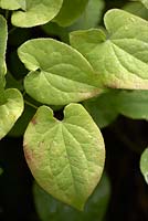 Epimedium x warleyense 'Orangekonigin'