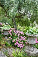 Le jardin de loisirs avec des hortensias roses et des hostas dans des urnes en pierre sous un bouleau pleureur, Betula penula 'Youngii'