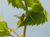 Cricket de brousse de Conehead