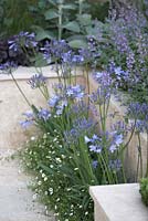 Agapanthe, nepeta et erigeron en parterre violet. RHS Hampton Court Flower Show 2013 'Couches et liens '.