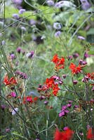 Dianthus Carthusianorum et Crocosmia 'Lucifer' et scabius bleu pâle. 'The Hot Stuff Garden '. RHS Hampton Court Flower Show 2013.