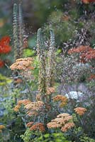 La plantation comprend Deschampsia flexuosa, Digitalis parviflora 'Chocolat au lait', Ammi majus et Achillea 'Terracotta '.' The Hot Stuff Garden '. RHS Hampton Court Flower Show 2013.