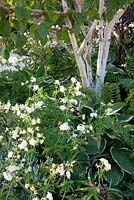 Parterre de fleurs sous bouleau avec Hosta et Geranium pratense 'Plenum Album'