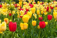 Parterre de printemps avec Tulipa 'Olympic Flame', Tulipa 'Parade', Tulipa 'Conqueror', Fritillaria imperialis 'Lutea' et Narcissi 'Martinette'