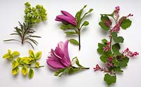 Plantes à fleurs de printemps - Ribes sanguineum 'King Edward VII', Euphorbia 'Charam', Magnolia 'Susan' et Euonymus fortunei 'Emerald Gaiety'