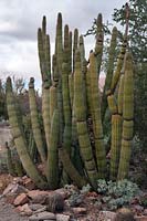 Stenocereus thurberi - Organ Pipe Cactus, sud de l'Arizona, Mexique