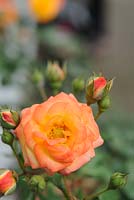 Rosetree Rosa 'Rumba'