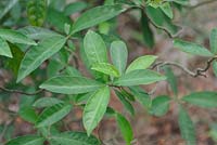 Psychotria asiatica - Café sauvage