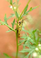 Orthoptera: Pyrgomorphidae - Swaziland Sauterelle élégante