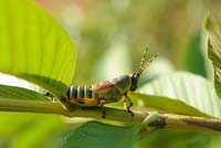 Orthoptera: Pyrgomorphidae - Sauterelle élégante