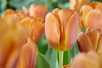 Tulipa 'cassonade'