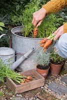 Récolte de carottes 'Royal Chantenay'
