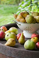 Poires et pommes récoltées. 'Conférence', 'Williams' et 'Steirischen Maschanzker'