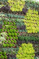 Mur Sedum vivant en forme d'hexagone - RHS Chelsea Flower Show 2013