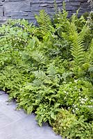 Stockton Drilling as Nature Intended Garden, médaillé d'argent doré, Chelsea Flower Show 2013. Polygonatum et fougères plantés contre un mur de pierre sèche.
