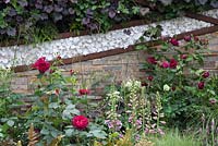 Mur en pierre sèche avec Rose anglaise 'Munstead Wood', Dryopteris erythrosora, Geum 'Prinses Juliana,' Heuchera 'Palace Purple' et Heuchera 'Ginger Ale '