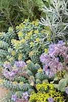 Euphorbe et bourrache en parterre de fleurs d'été