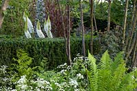 Parterre ombragé avec Rosa glauca et Anthriscus sylvestris