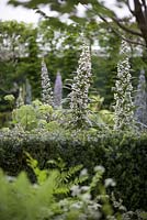 Haie Buxus avec Echiums