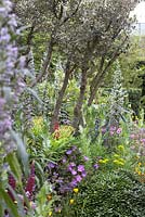 Parterre de fleurs avec Lupinus 'Masterpiece', Alyogyne huegelii, Echium, Escholtzia Californica, Euphorbia, Geranium et Aqualegia