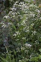 Anthriscus sylvestris - Persil de vache et Rosa glauca