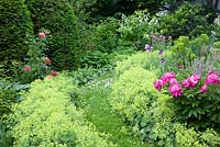 Rosa 'Rosarium Uetersen', Paeonia lactiflora 'Kelway's Brillant', Alchemilla mollis, Euphorbia characias ssp. wulfen et Iris barbata-elatior 'Going my Way'