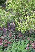 Parterre de fleurs mixte - La plantation comprend Salvia nemorosa 'Caradonna', astrantia et Anthriscus sylvestris 'Ravenswing' dans le jardin Semer les graines du changement